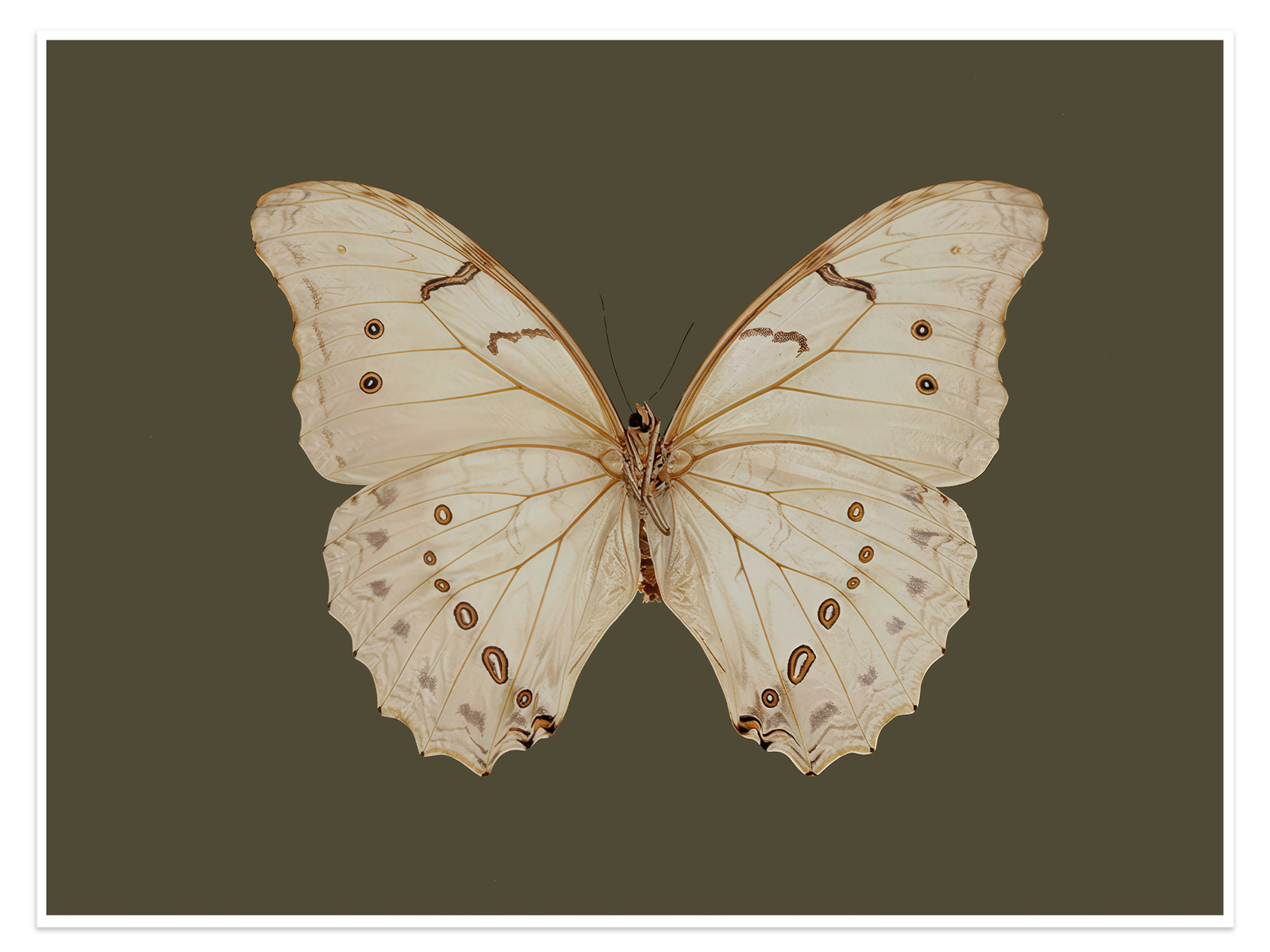 Vintage Butterfly Wall Art - The Naturalist's Specimen Minimalist Print