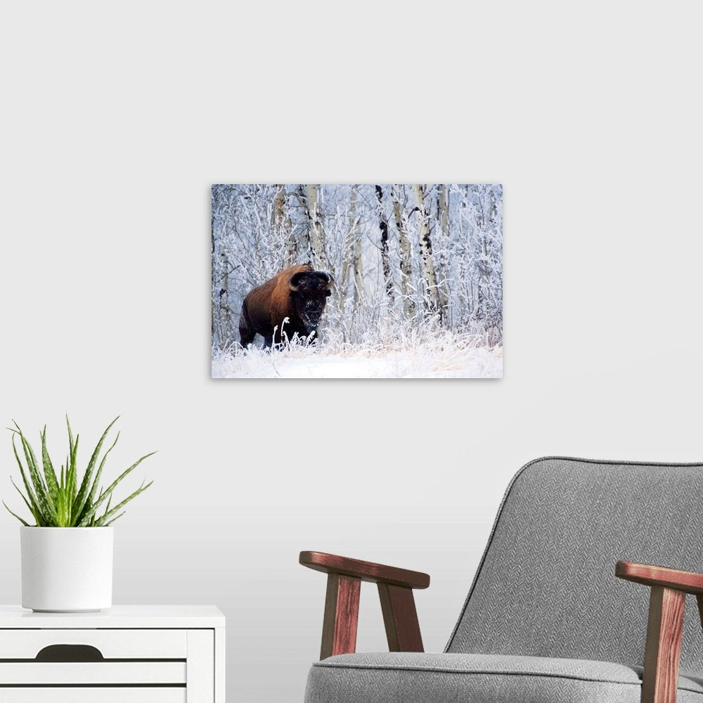 Aspen Guardian: A Serene Wildlife Bison Wall Art for Your Rustic Home