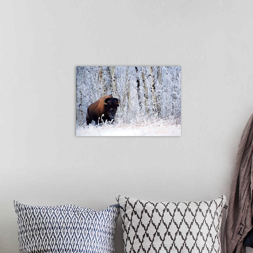 Aspen Guardian: A Serene Wildlife Bison Wall Art for Your Rustic Home