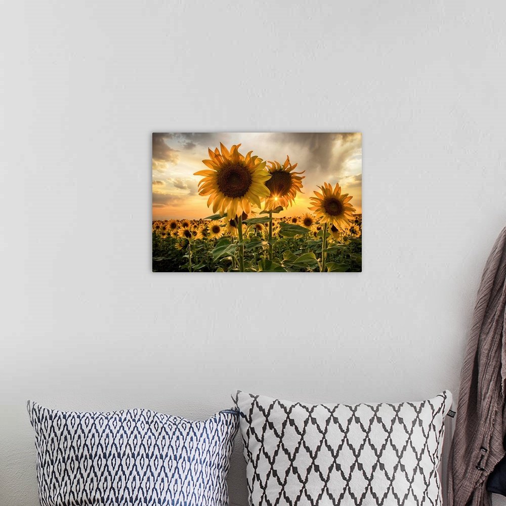 Sunset Radiance: A Vibrant Golden Flower Wall Art of Sunflowers