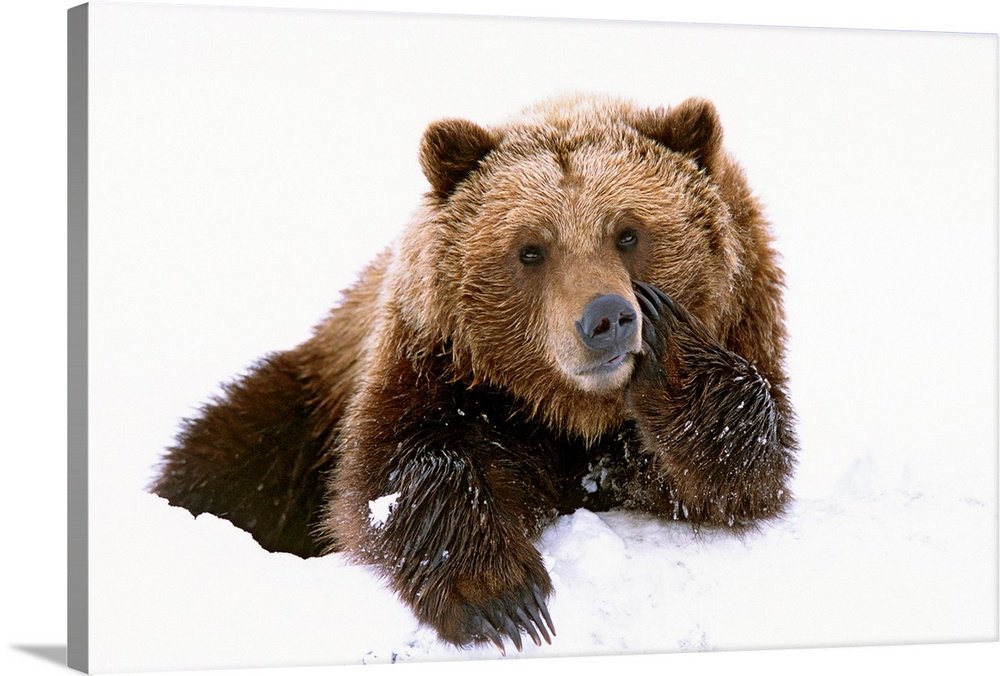 Winter Bear Wall Art - Winter Contemplation Wildlife Print