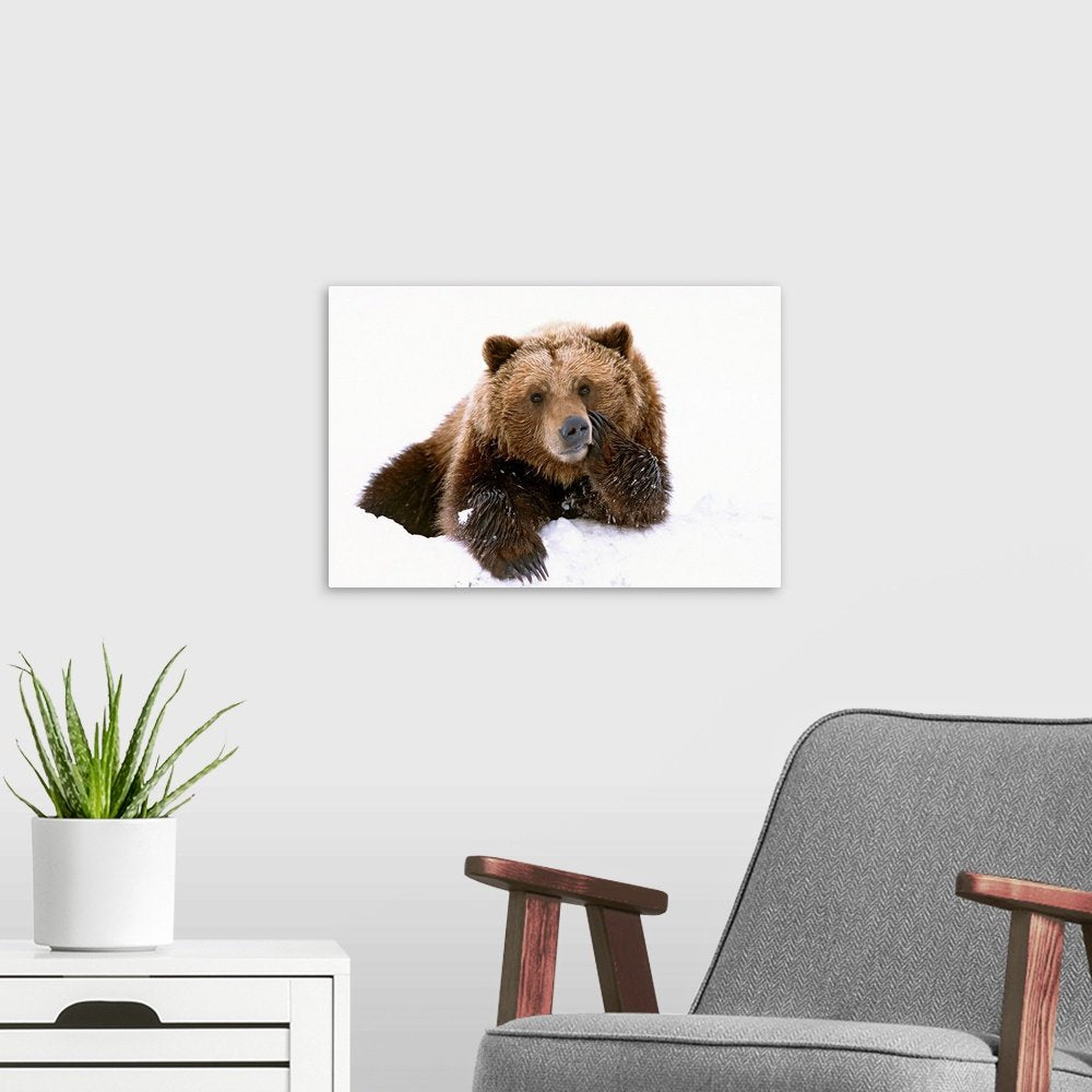 Winter Bear Wall Art - Winter Contemplation Wildlife Print
