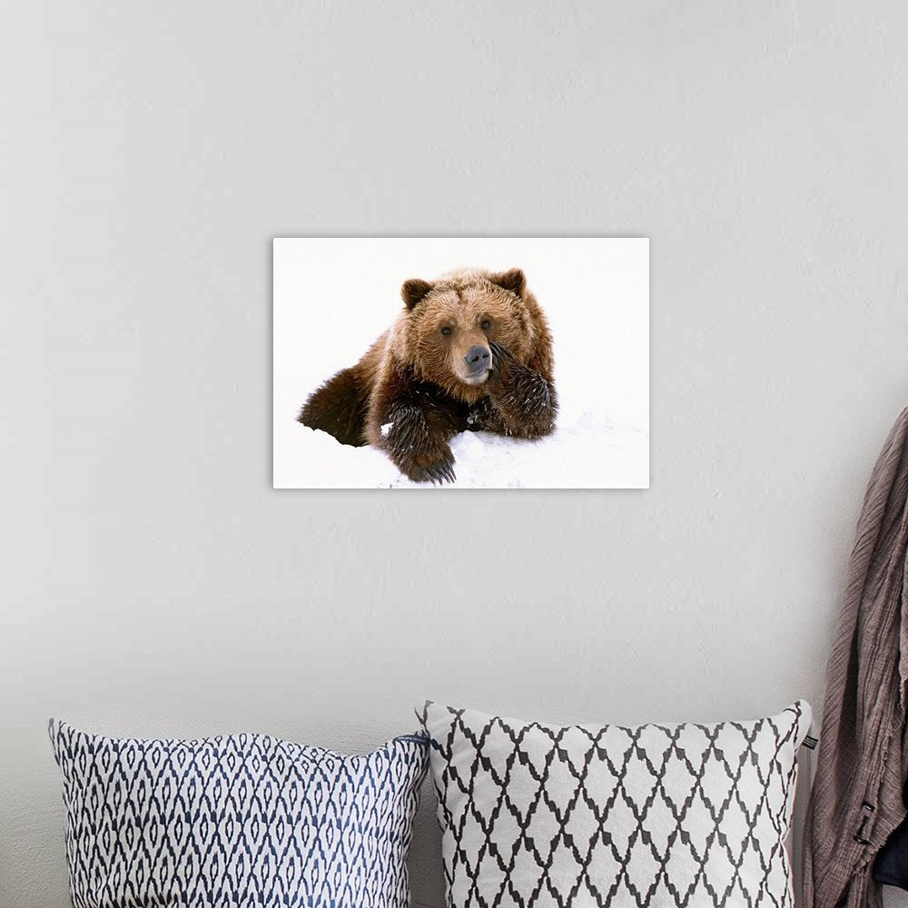 Winter Bear Wall Art - Winter Contemplation Wildlife Print