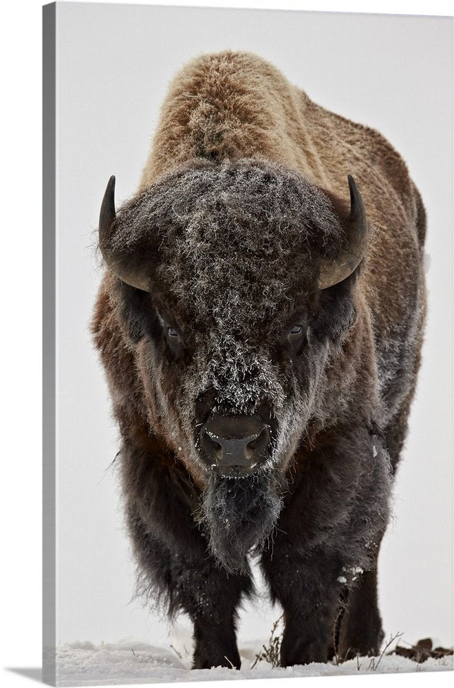 Minimalist Bison Wall Art - Winter's Advance Modern Print