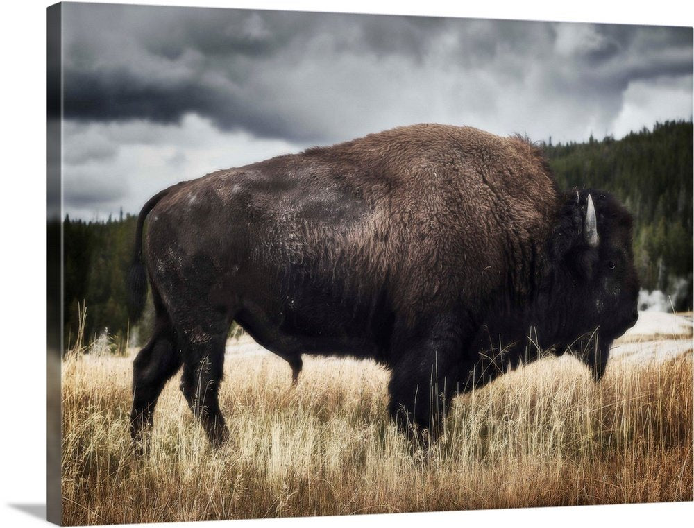 Storm Watcher: A Moody Rustic Bison Wall Art for Your Lodge Decor