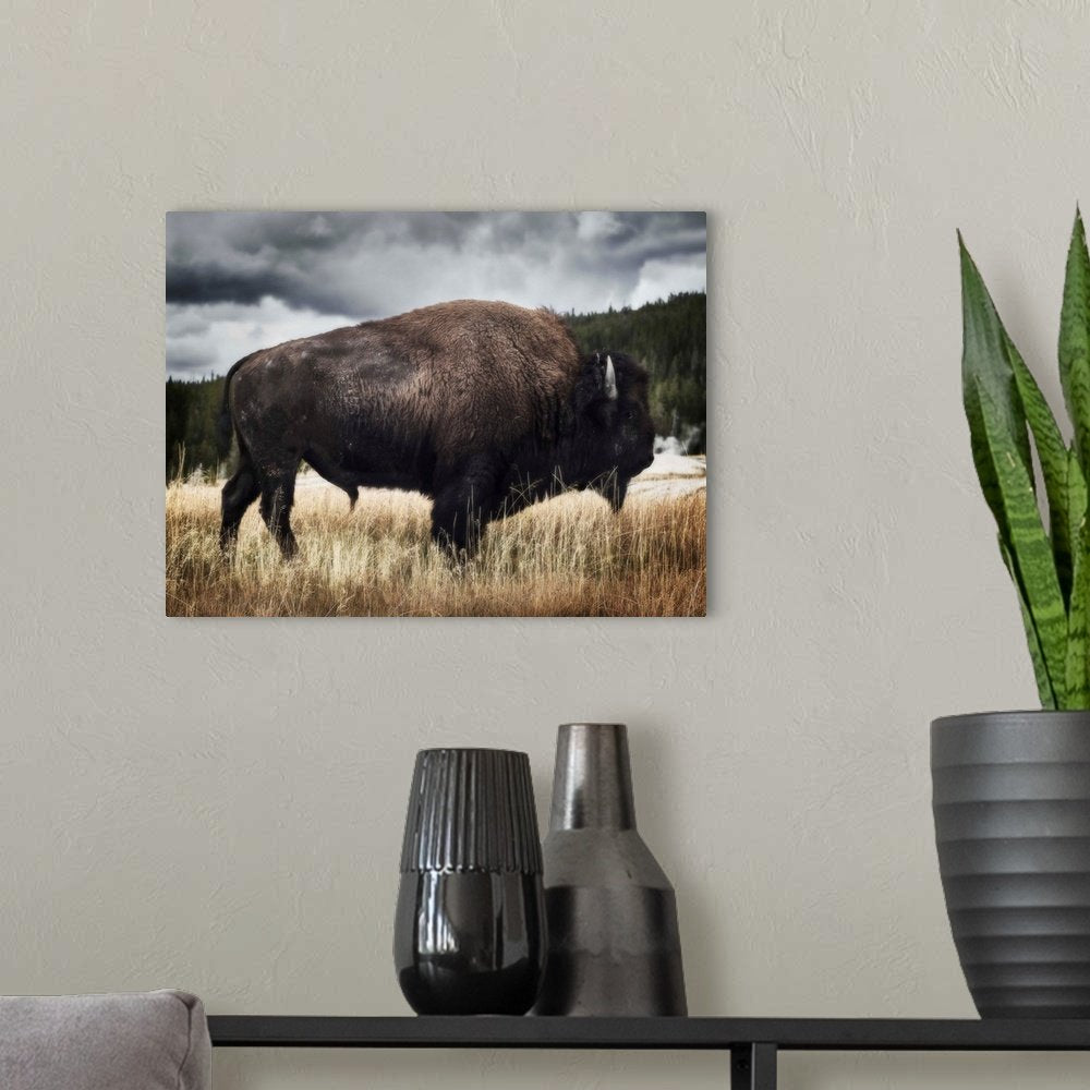 Storm Watcher: A Moody Rustic Bison Wall Art for Your Lodge Decor