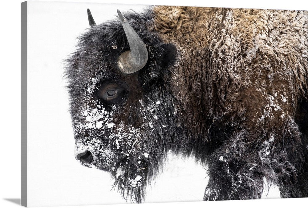 Frost-Kissed Titan: A Striking Minimalist Bison Wall Art