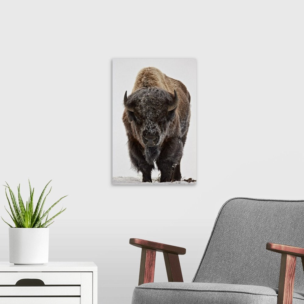 Minimalist Bison Wall Art - Winter's Advance Modern Print