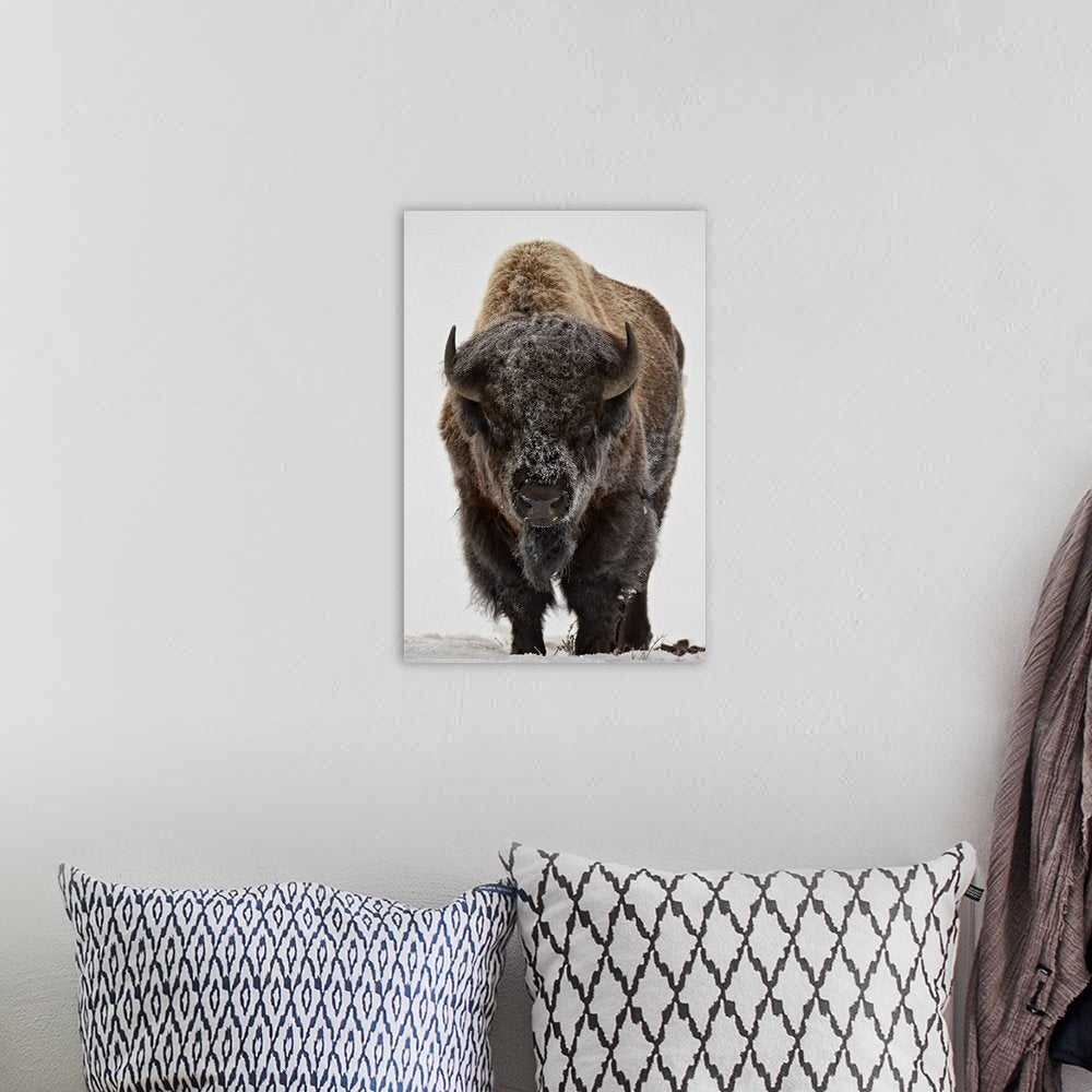 Minimalist Bison Wall Art - Winter's Advance Modern Print