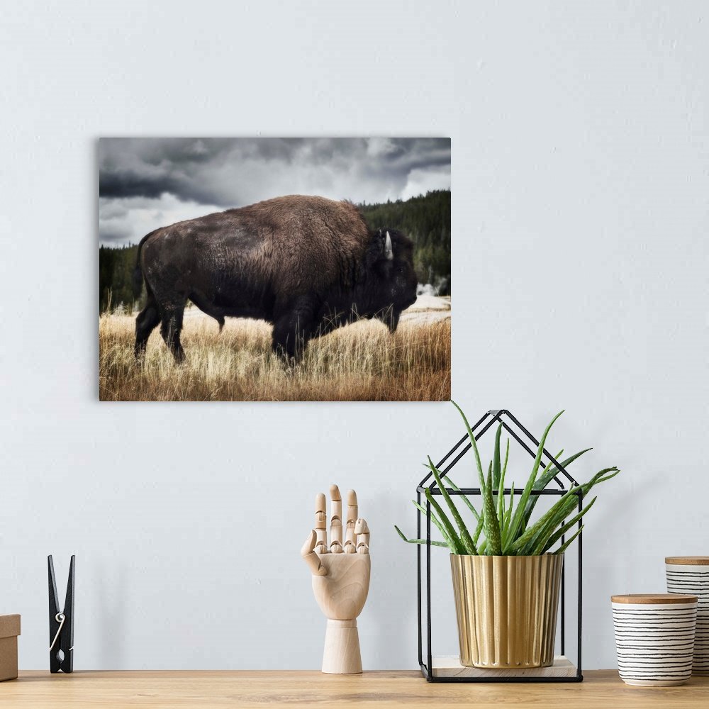 Storm Watcher: A Moody Rustic Bison Wall Art for Your Lodge Decor