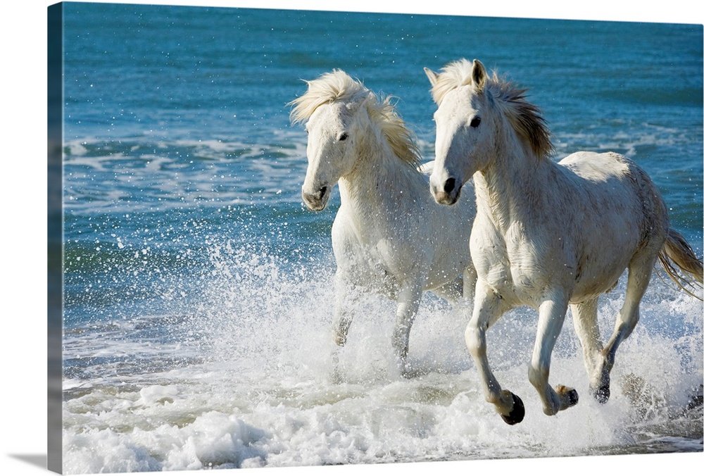 Oceanic Freedom: A Majestic Coastal White Horse Wall Art Photo Print