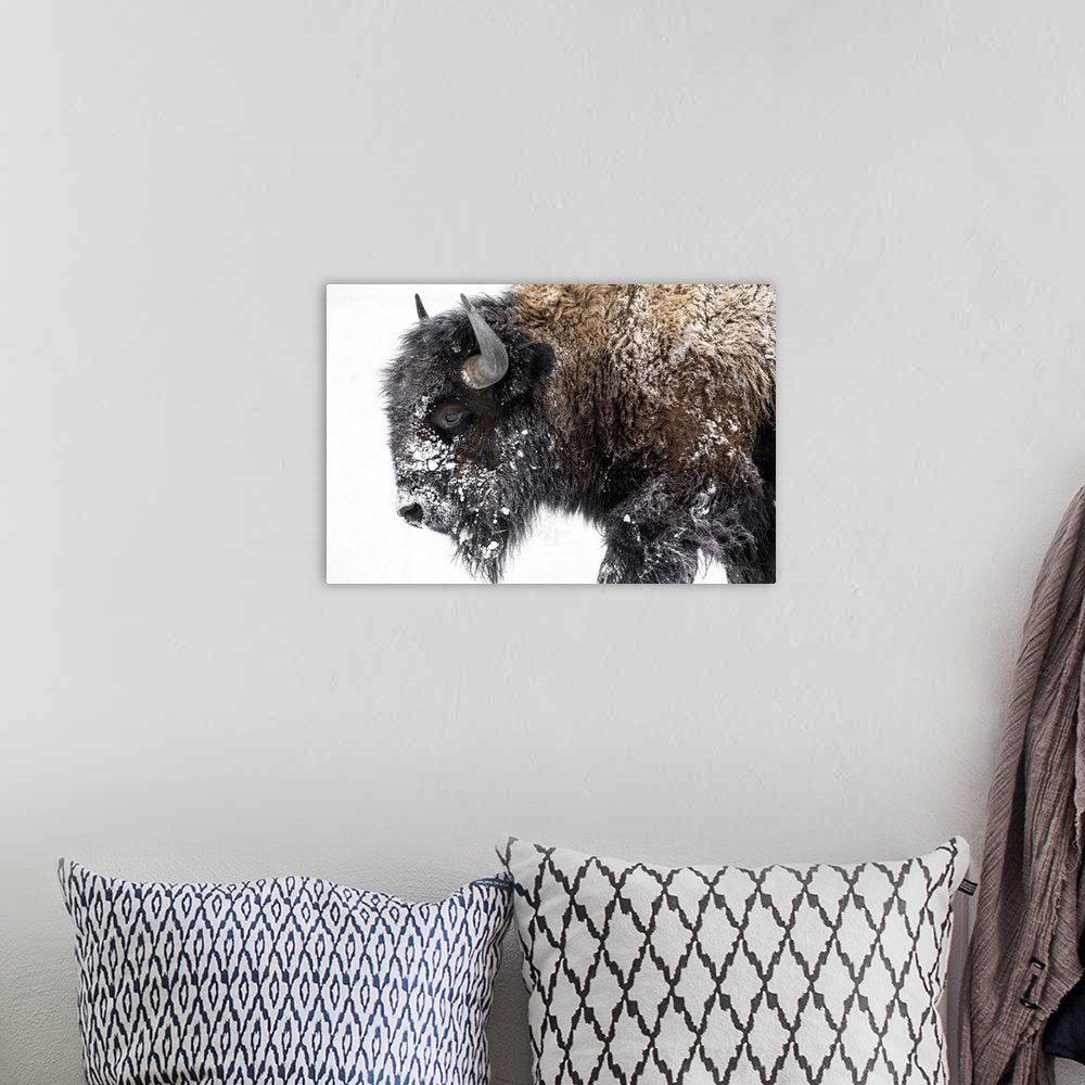 Frost-Kissed Titan: A Striking Minimalist Bison Wall Art