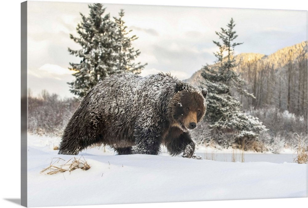 Grizzly Bear Wall Art - Winter Monarch Majestic Wildlife Print