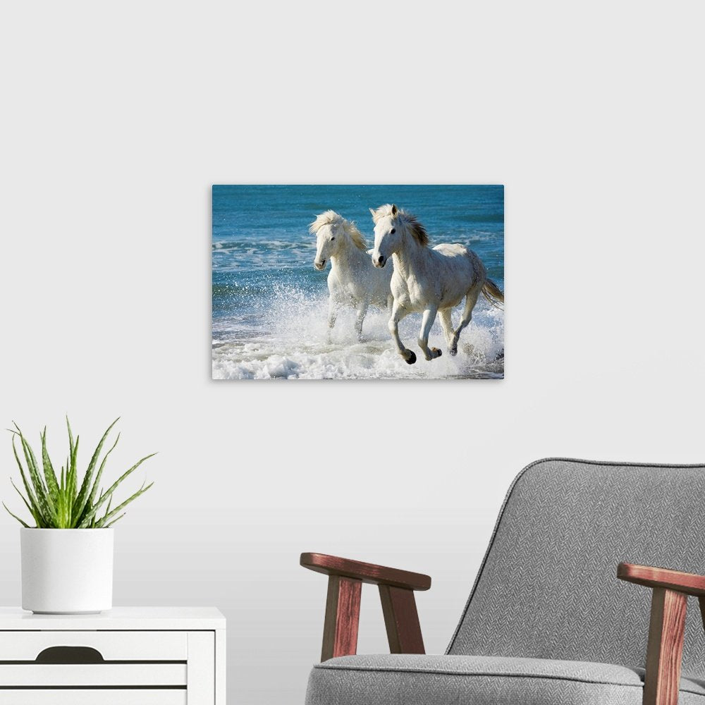 Oceanic Freedom: A Majestic Coastal White Horse Wall Art Photo Print