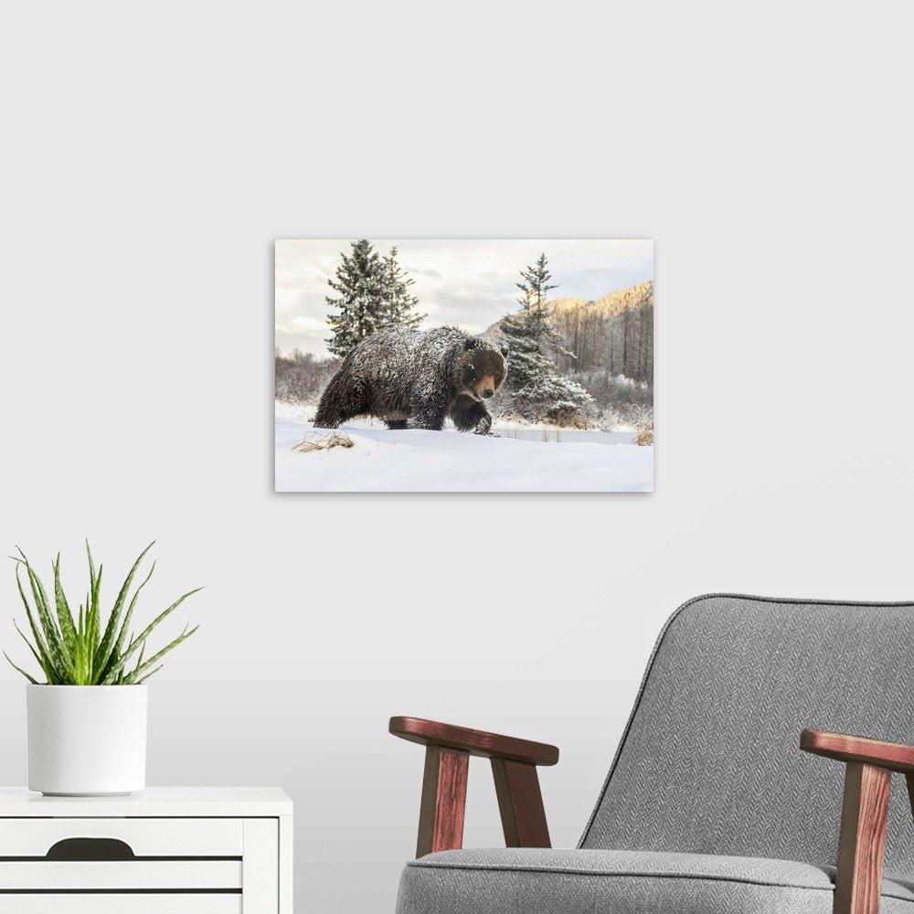 Grizzly Bear Wall Art - Winter Monarch Majestic Wildlife Print