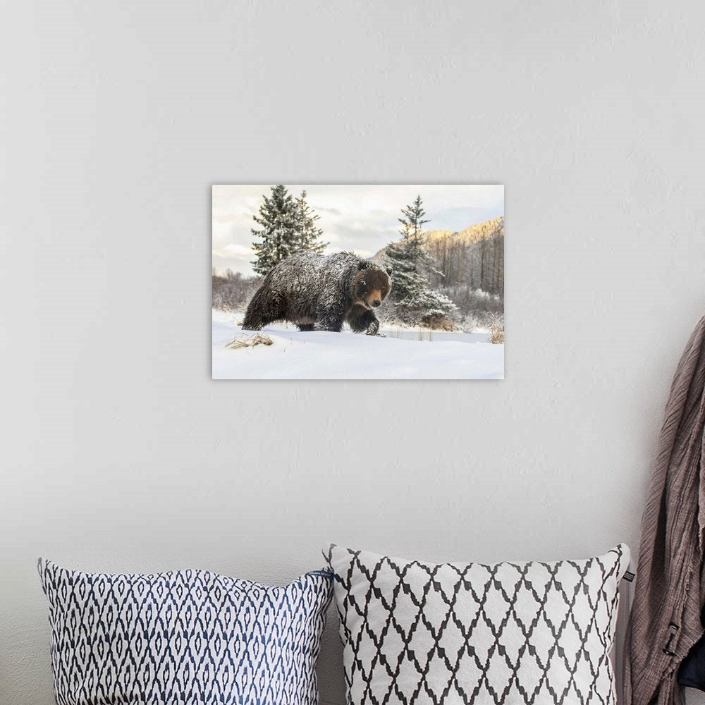 Grizzly Bear Wall Art - Winter Monarch Majestic Wildlife Print