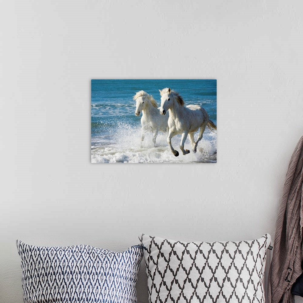 Oceanic Freedom: A Majestic Coastal White Horse Wall Art Photo Print