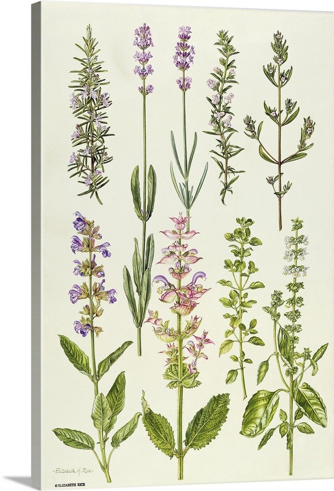 The Herbalist's Collection: A Vintage Lavender Wall Art of Culinary Herbs