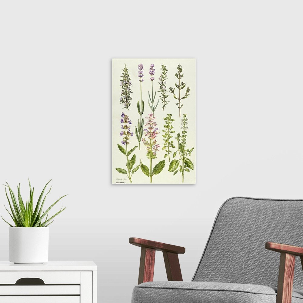 The Herbalist's Collection: A Vintage Lavender Wall Art of Culinary Herbs