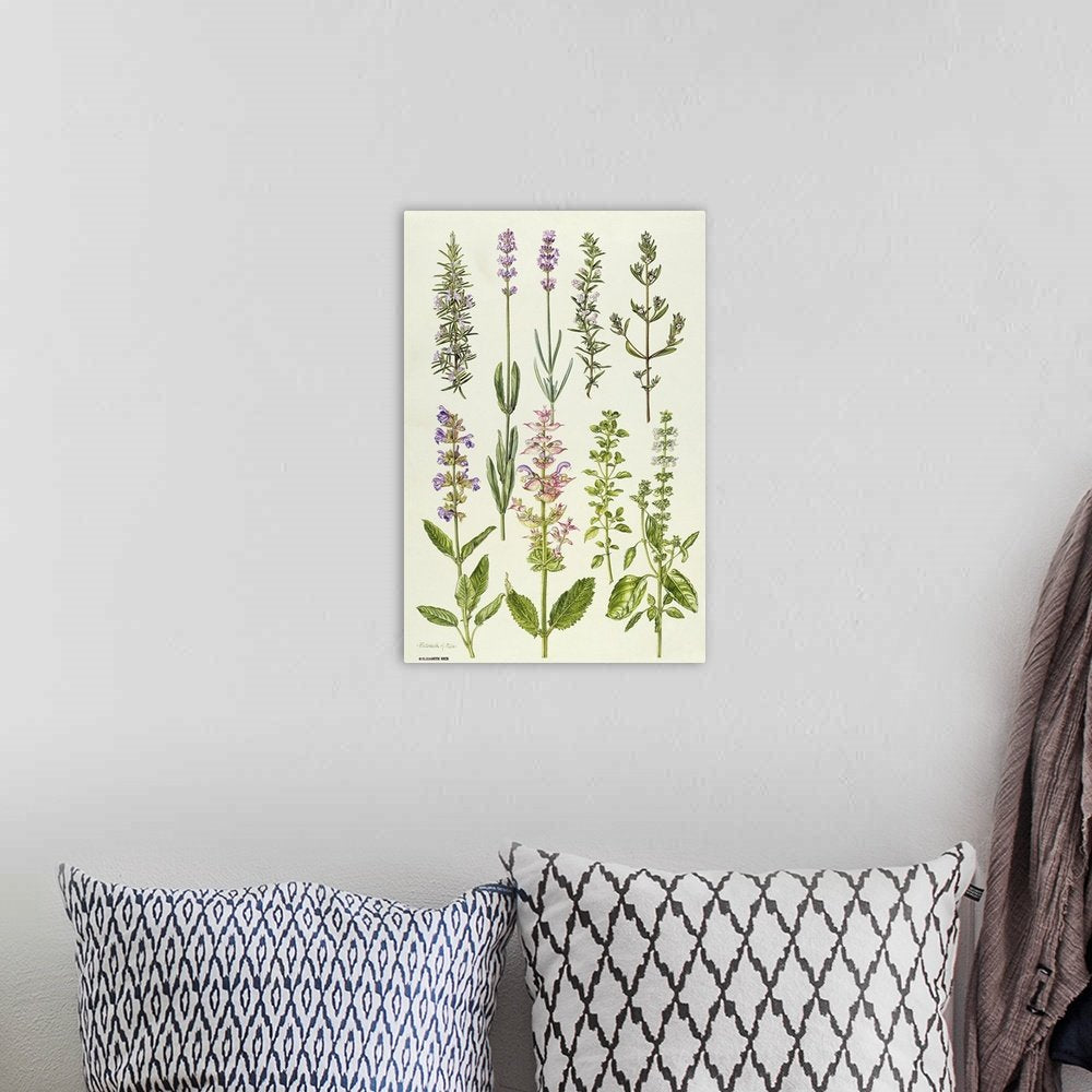 The Herbalist's Collection: A Vintage Lavender Wall Art of Culinary Herbs