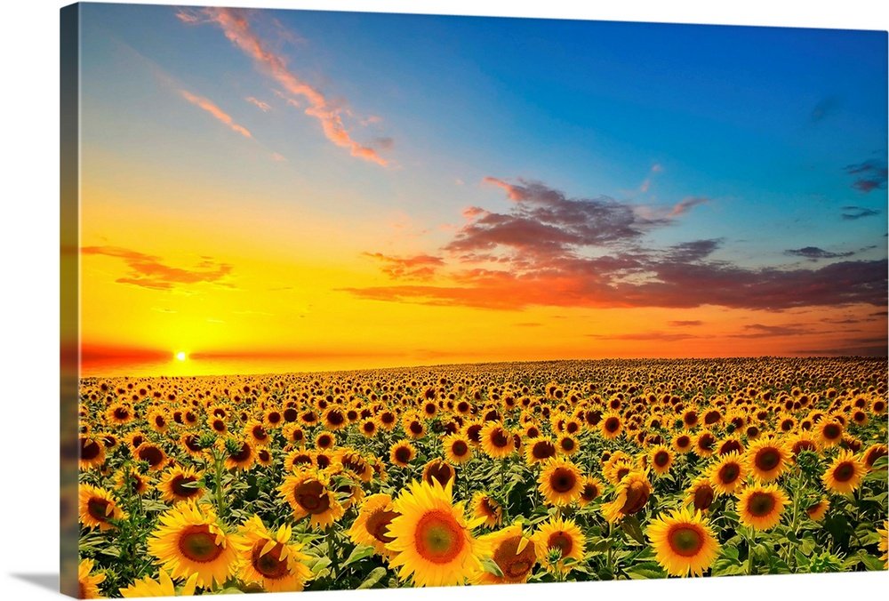 Eternal Summer: A Serene Landscape Flower Wall Art of Sunflowers