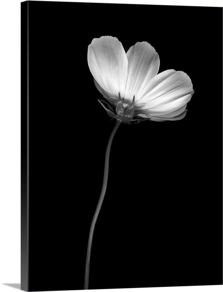 Solitary Grace: An Elegant Black and White Floral Bathroom Wall Art
