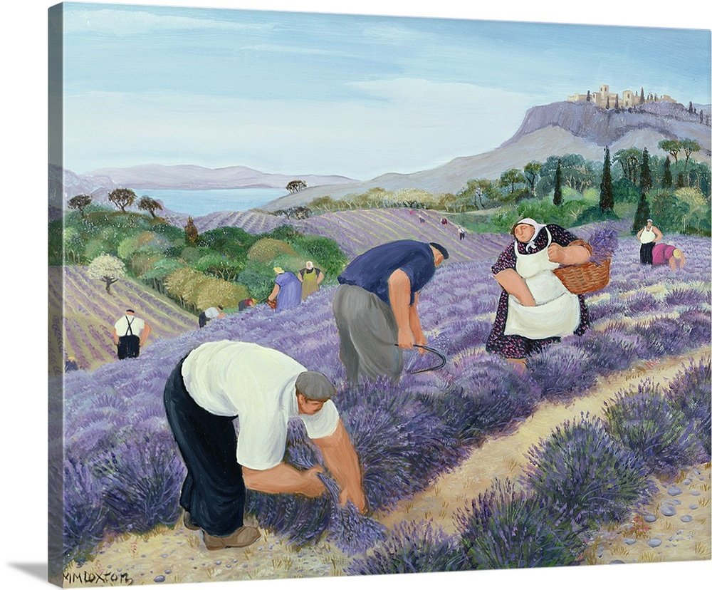 The Lavender Harvest of Provence: A Charming Farmhouse Lavender Canvas Painting