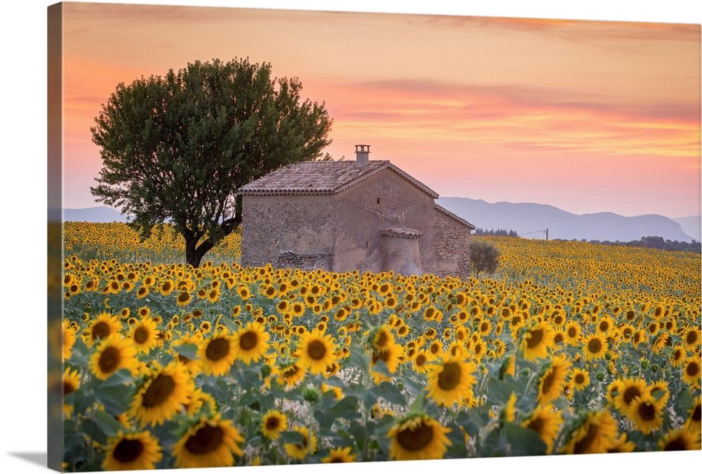 Sunset Field of Gold: A Romantic Rustic Landscape Wall Art Print