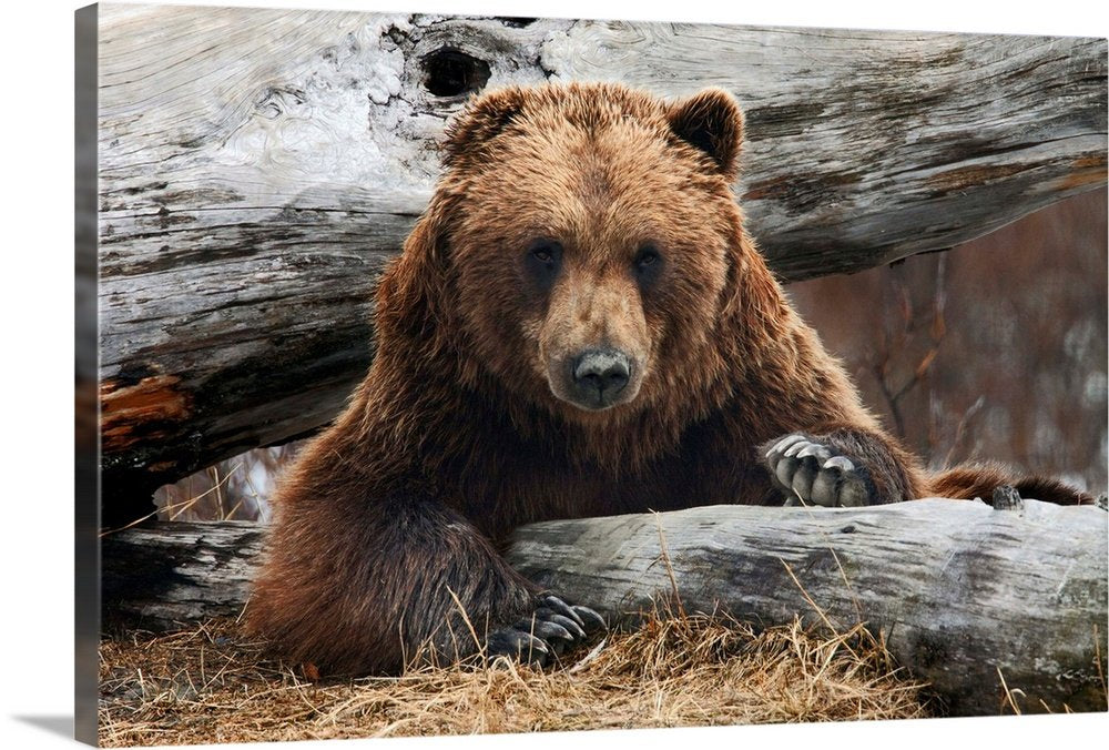 The Woodsman's Gaze: A Powerful Rustic Wildlife Bear Wall Art
