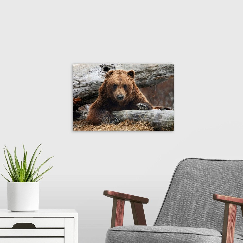 The Woodsman's Gaze: A Powerful Rustic Wildlife Bear Wall Art