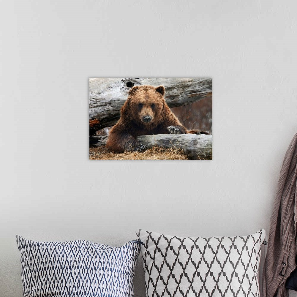 The Woodsman's Gaze: A Powerful Rustic Wildlife Bear Wall Art