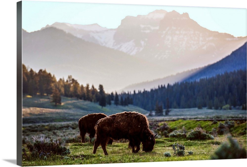 Rustic Bison Wall Art - Valley Gold Mountain Landscape Print