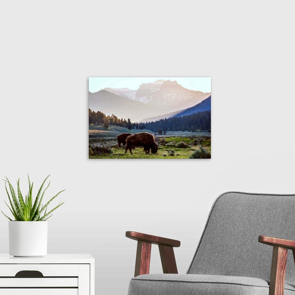 Rustic Bison Wall Art - Valley Gold Mountain Landscape Print