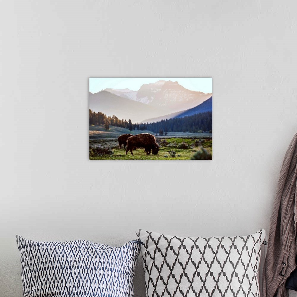 Rustic Bison Wall Art - Valley Gold Mountain Landscape Print