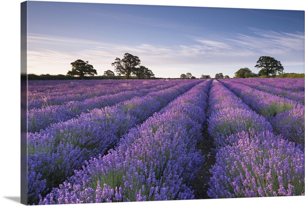 Lavender Horizon: A Serene Rustic Landscape Wall Art Print