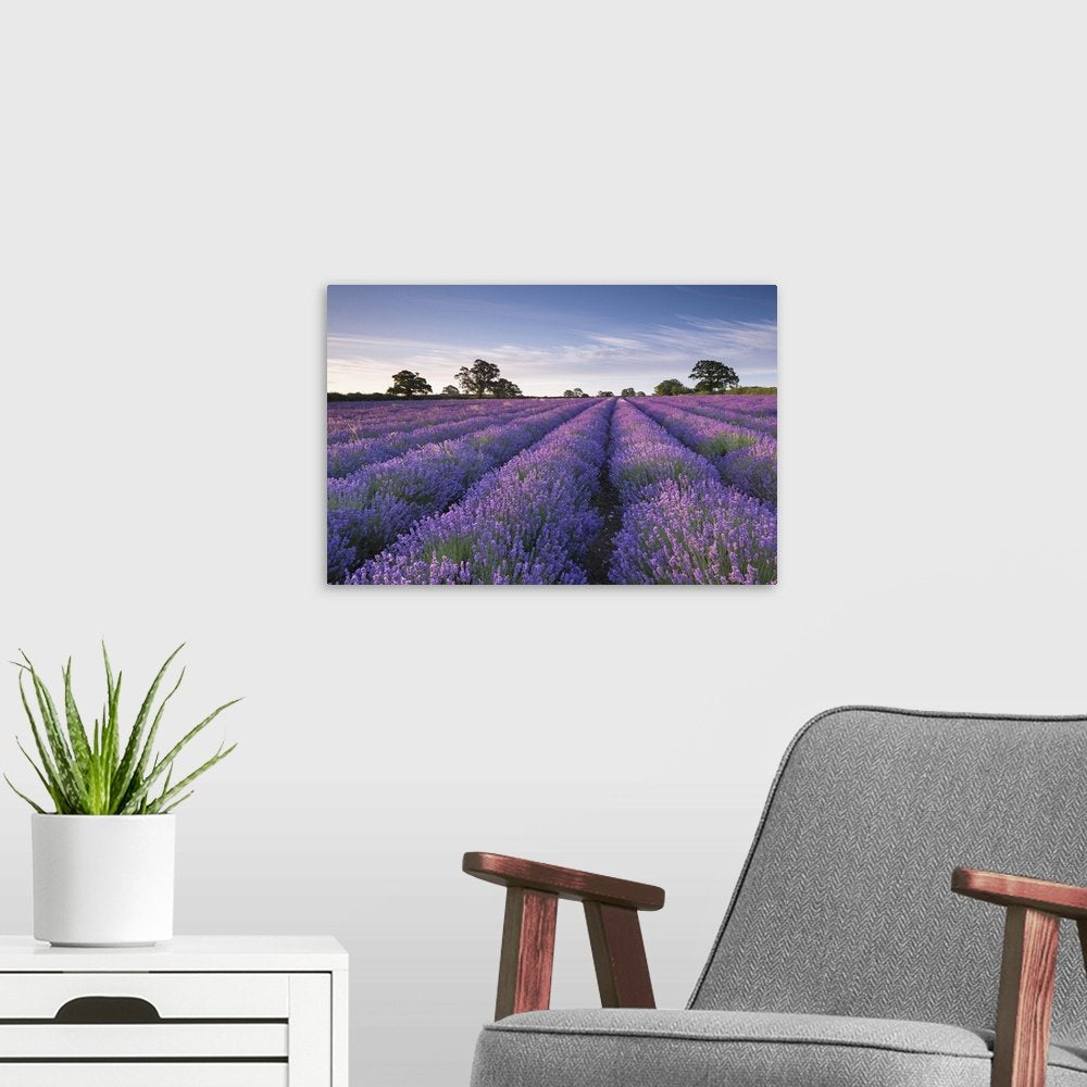 Lavender Horizon: A Serene Rustic Landscape Wall Art Print