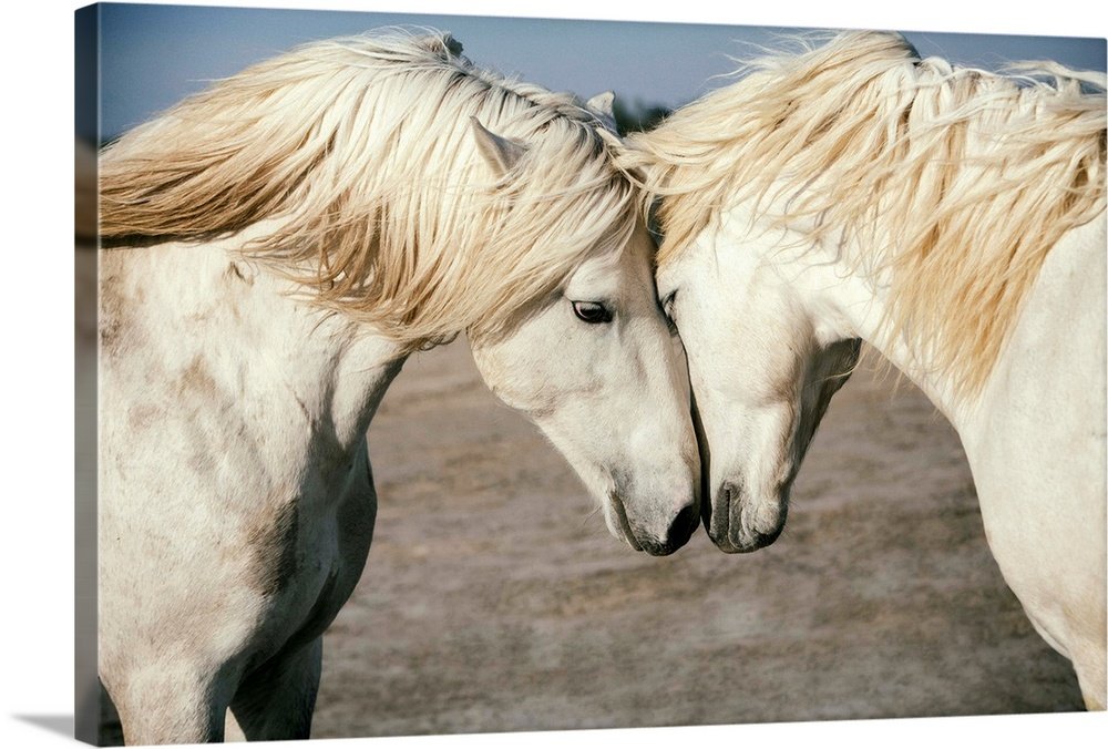 Kindred Spirits: A Gentle Wildlife Horse Wall Art of Two White Stallions