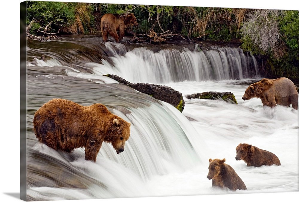 The Salmon Run: A Majestic Wildlife Bear Wall Art Photo Print