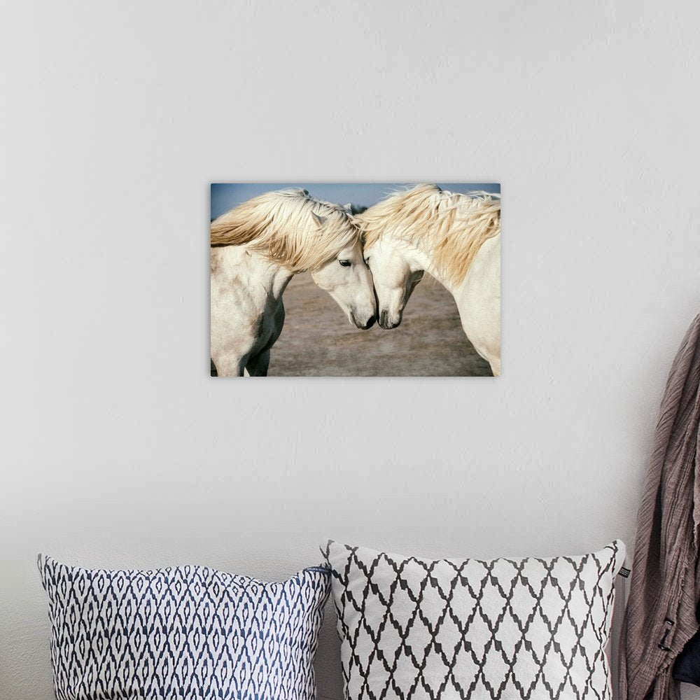Kindred Spirits: A Gentle Wildlife Horse Wall Art of Two White Stallions