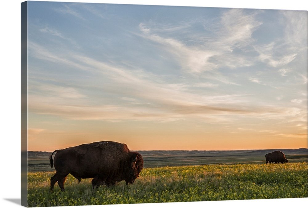 Landscape Bison Wall Art - Prairie Serenity Golden Hour