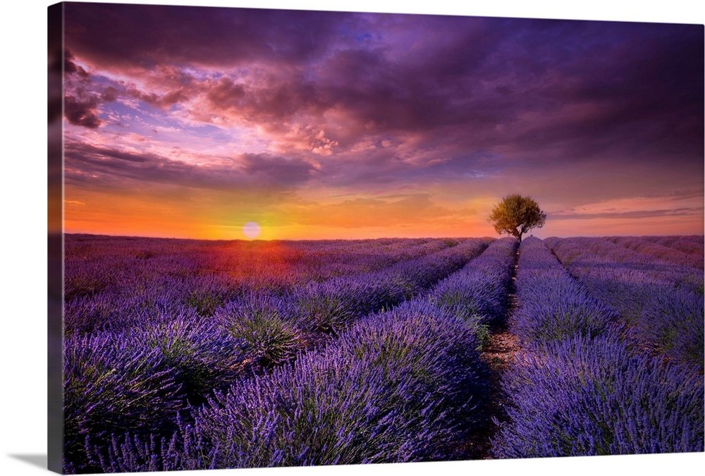Violet Twilight - Dramatic Lavender Field Landscape Wall Art