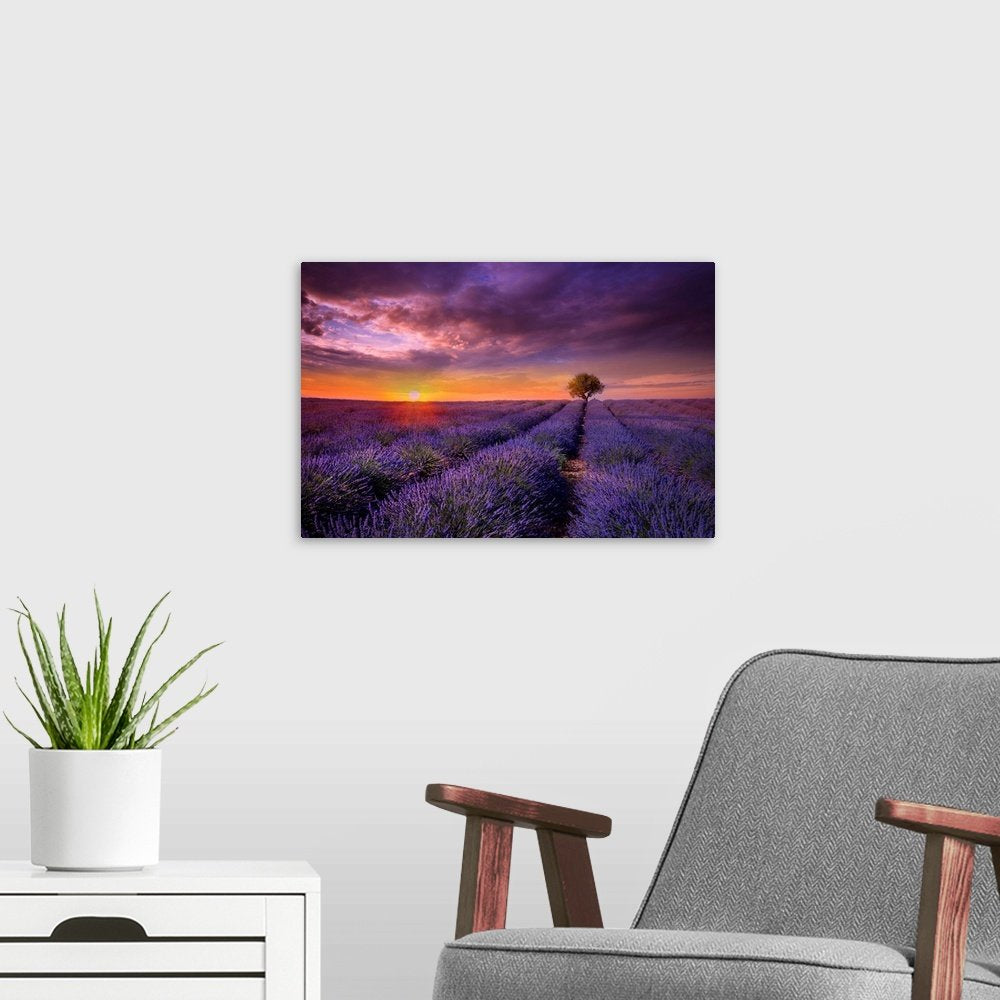 Violet Twilight - Dramatic Lavender Field Landscape Wall Art