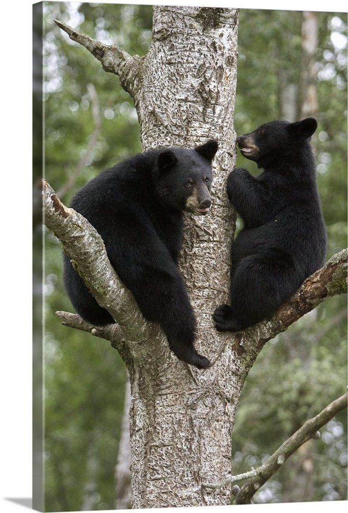 Treebound Serenity: A Heartwarming Wildlife Bear Wall Art Photo Print