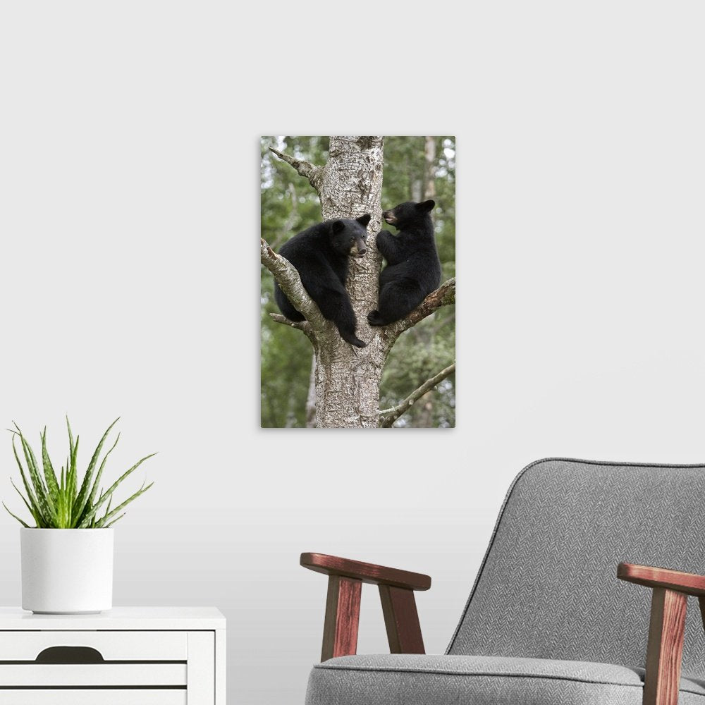 Treebound Serenity: A Heartwarming Wildlife Bear Wall Art Photo Print