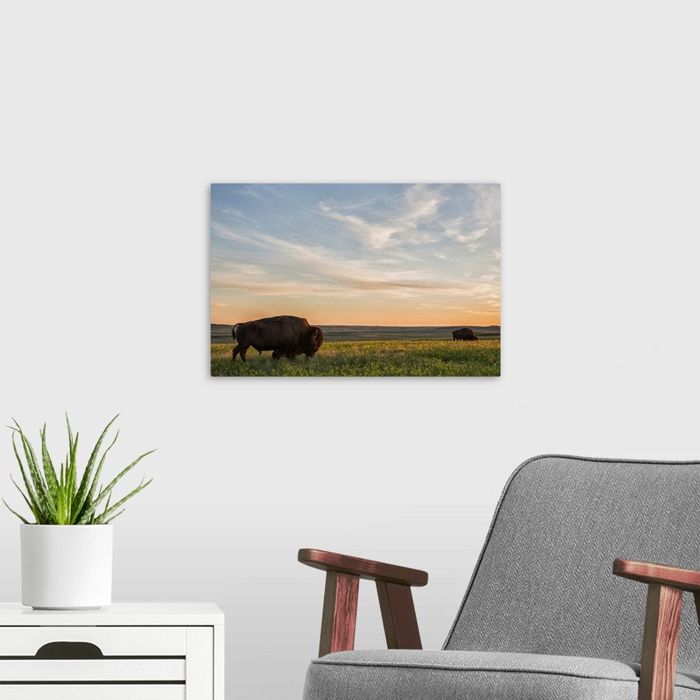 Landscape Bison Wall Art - Prairie Serenity Golden Hour