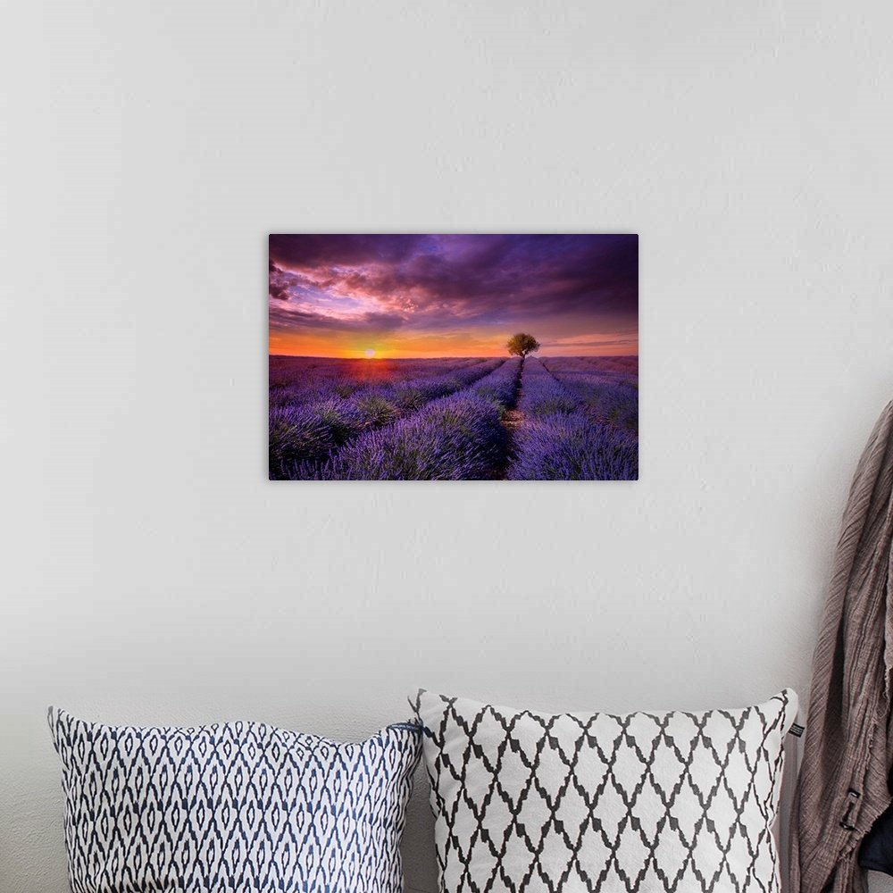 Violet Twilight - Dramatic Lavender Field Landscape Wall Art