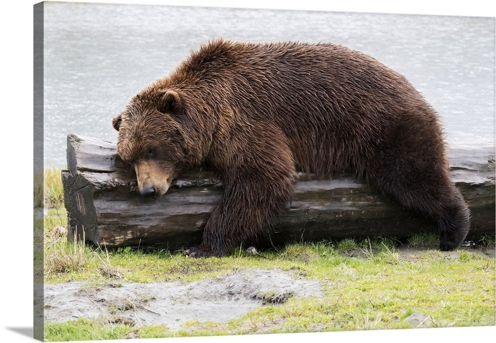 Riverside Slumber: A Charming Rustic Wildlife Bear Wall Art for Your Cabin