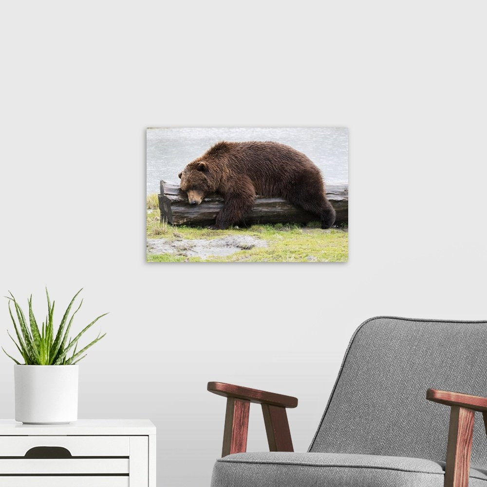 Riverside Slumber: A Charming Rustic Wildlife Bear Wall Art for Your Cabin