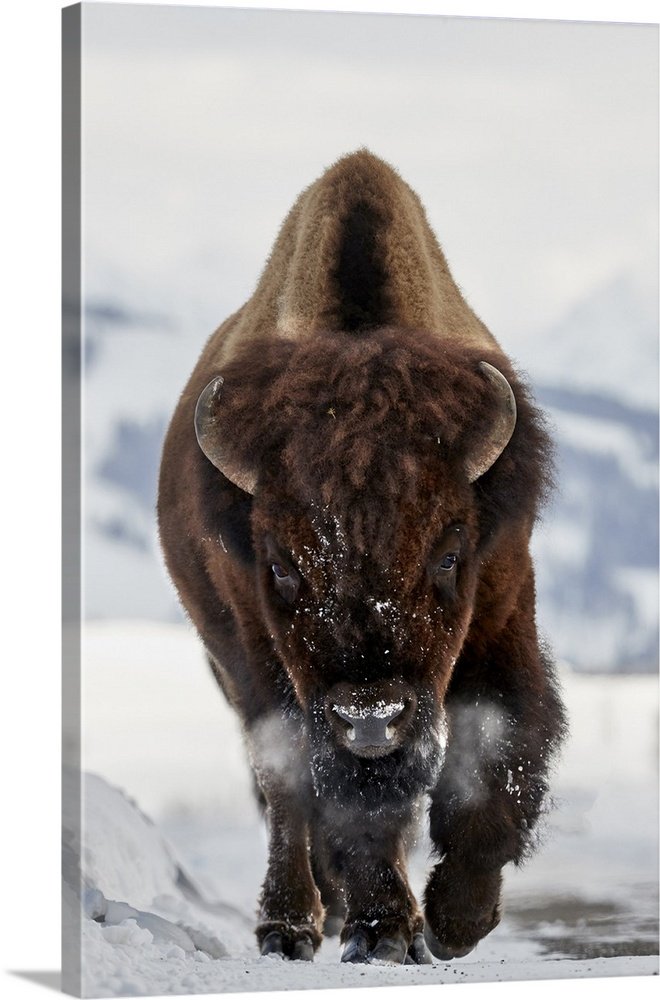 Frost Walker: A Powerful Wildlife Bison Wall Art Photo Print for Your Den