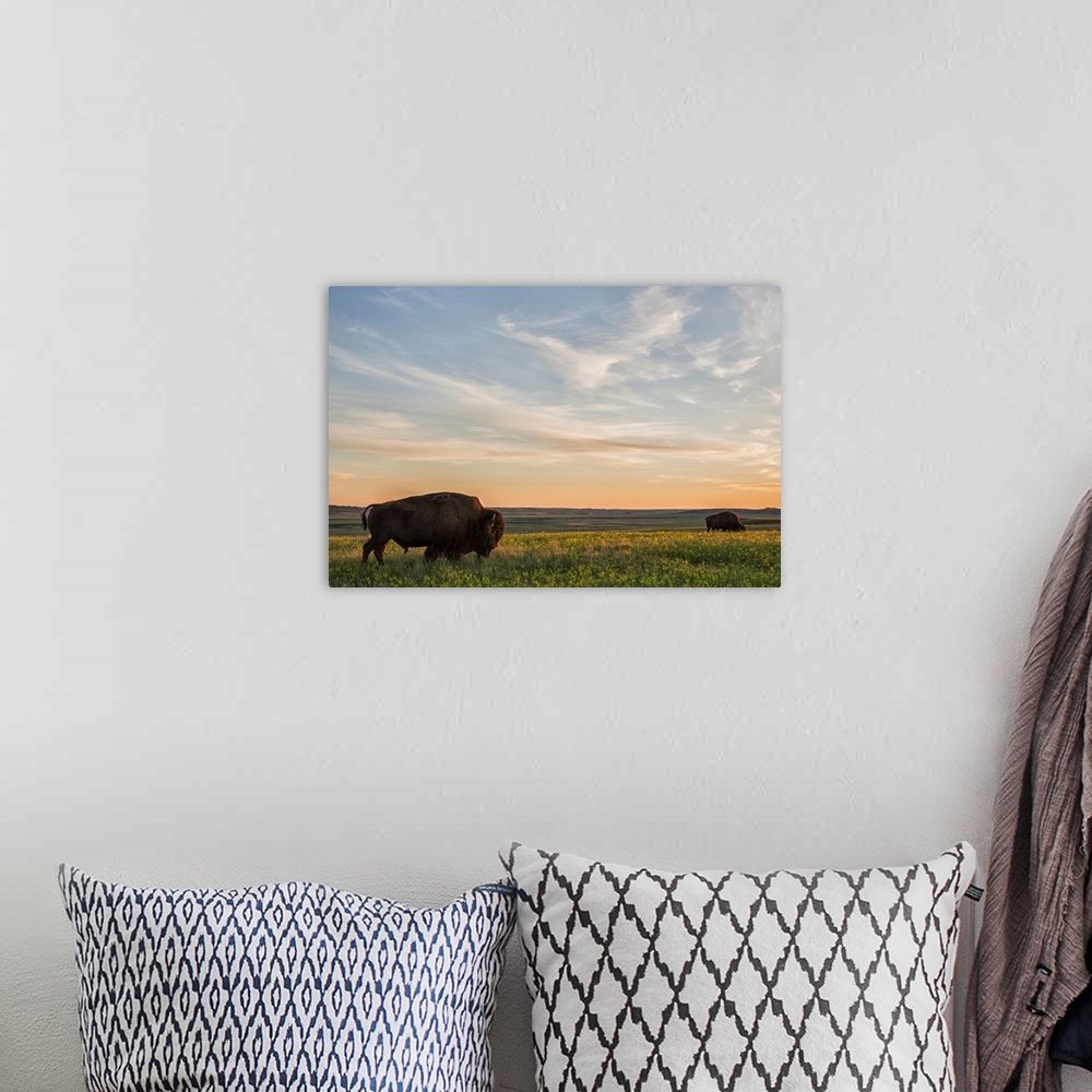 Landscape Bison Wall Art - Prairie Serenity Golden Hour